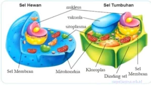 rangkuman-materi-ipa